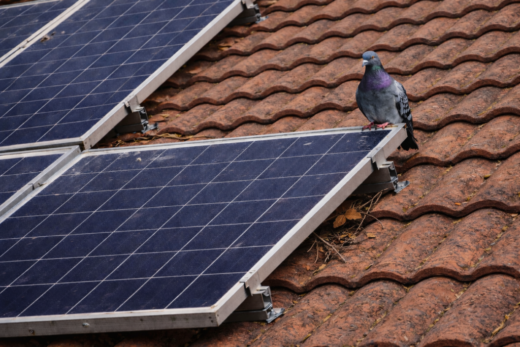Placas solares con presencia de aves y acumulación de restos bajo los paneles, un problema habitual en instalaciones fotovoltaicas sin protección anti aves